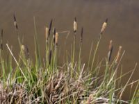 Carex elata ssp. elata Lyngsjö äng, Kristianstad, Skåne, Sweden 20160508_0024