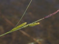 Carex elata ssp. elata Scoutstugan, Bunkeflo strandängar, Malmö, Skåne, Sweden 20170606_0030