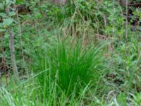 Carex elongata Dunge 800 m S Annehem, E Flyinge, Eslöv, Skåne, Sweden 20180511_0068