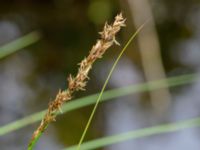 Carex elongata Dunge 800 m S Annehem, E Flyinge, Eslöv, Skåne, Sweden 20180511_0069