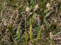 Carex ericetorum Kungsmarken, Lund, Skåne, Sweden 20150422_0006