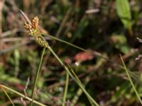 Carex extensa Terekudden, Bunkeflo strandängar, Malmö, Skåne, Sweden 20160713_0002