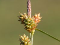 Carex extensa Terekudden, Bunkeflo strandängar, Malmö, Skåne, Sweden 20160713_0005