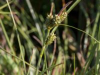 Carex extensa Terekudden, Bunkeflo strandängar, Malmö, Skåne, Sweden 20160713_0011