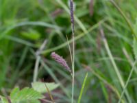 Carex flacca Kungsängen, Kungsmarken, Lund, Skåne, Sweden 20220525_0042