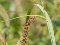 Carex flacca Sandheden, Klagshamns udde, Malmö, Skåne, Sweden 20240531_0033