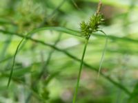 Carex flava Söderåsens nationalpark, Svalöv, Skåne, Sweden 20150723_0037