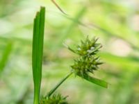 Carex flava Söderåsens nationalpark, Svalöv, Skåne, Sweden 20150723_0038