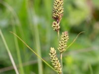 Carex hartmanii Kungsmarken, Lund, Skåne, Sweden 20170624_0039