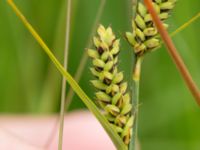 Carex hartmanii Kungsmarken, Lund, Skåne, Sweden 20170624_0043