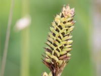 Carex hartmanii Kungsmarken, Lund, Skåne, Sweden 20170624_0044