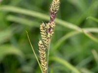 Carex hartmanii Kungsmarken, Lund, Skåne, Sweden 20170624_0050