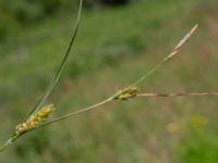 Carex hirta Fuktängen, Toarp, Malmö, Skåne, Sweden 20220624_0079