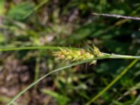 Carex hirta Fuktängen, Toarp, Malmö, Skåne, Sweden 20220624_0084