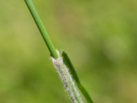 Carex hirta Fuktängen, Toarp, Malmö, Skåne, Sweden 20220624_0086