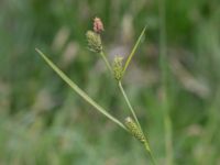 Carex hostiana Kungsmarken, Lund, Skåne, Sweden 20160528_0065