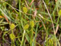 Carex lepidocarpa Fuktängen Toarpsdammen, Toarp, Malmö, Skåne, Sweden 20220601_0067