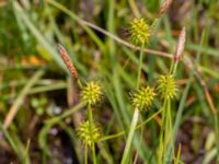 Carex lepidocarpa Fuktängen Toarpsdammen, Toarp, Malmö, Skåne, Sweden 20220601_0068