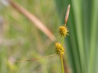 Carex lepidocarpa Fuktängen, Toarp, Malmö, Skåne, Sweden 20210628_0049