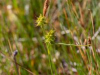 Carex lepidocarpa ssp. lepidocarpa Sularpskärret, Lund, Skåne, Sweden 20230603_0042