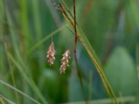 Carex limosa Mörkhults mosse, Hässleholm, Skåne, Sweden 20150723_0021