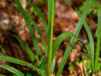 Carex mertensii Tjolöholm, Kungsbacka, Halland, Sweden 20190716_0255