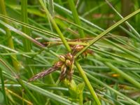 Carex montana Fuktängen, Toarp, Malmö, Skåne, Sweden 20220622_0041-2