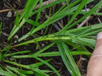 Carex muskingumensis Sliparebacken, Lund, Skåne, Sweden 20171014_0070