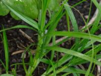 Carex muskingumensis Sliparebacken, Lund, Skåne, Sweden 20171014_0072