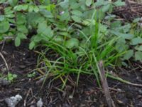 Carex muskingumensis Sliparebacken, Lund, Skåne, Sweden 20171014_0073