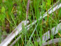 Carex nigra Fuktängen Toarpsdammen, Toarp, Malmö, Skåne, Sweden 20220601_0082