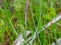 Carex nigra Fuktängen Toarpsdammen, Toarp, Malmö, Skåne, Sweden 20220601_0083