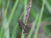 Carex nigra Fuktängen, Kungsmarken, Lund, Skåne, Sweden 20220525_0044