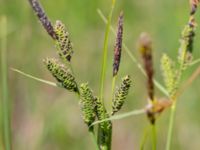 Carex nigra Fuktängen, Toarp, Malmö, Skåne, Sweden 20240525_0095