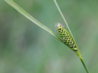 Carex nigra Kungsmarken, Lund, Skåne, Sweden 20160528_0066