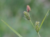 Carex nigra Kungsmarken, Lund, Skåne, Sweden 20160528_0067