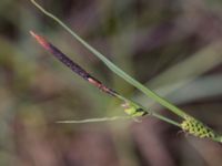 Carex nigra Skanörs ljung, Falsterbohalvön, Vellinge, Skåne, Sweden 20170627_0011