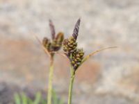 Carex nigra ssp. nigra Stensjöstrands NR, Falkenberg, Halland, Sweden 20210622_0048