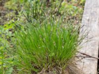 Carex nigra var. nigra Nordkalottenleden, Kiruna, Torne lappmark, Lappland, Sweden 20150708_0841