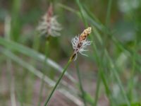 Carex obtusata Åhus idrottsplats, Åhus, Kristianstad, Skåne, Sweden 20150514_0240