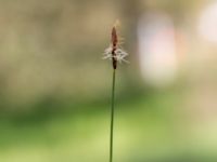 Carex obtusata Åhus idrottsplats, Kristianstad, Skåne, Sweden 20150514_0238