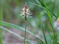 Carex obtusata Åhus idrottsplats, Kristianstad, Skåne, Sweden 20150514_0241