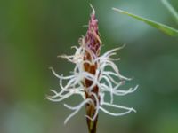 Carex obtusata Åhus idrottsplats, Kristianstad, Skåne, Sweden 20150514_0242