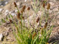 Carex otrubae Björkadammen, Malmö, Skåne, Sweden 20150804_0139