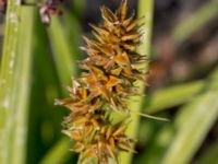 Carex otrubae Björkadammen, Malmö, Skåne, Sweden 20150804_0140