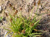 Carex otrubae Björkadammen, Malmö, Skåne, Sweden 20150804_0141