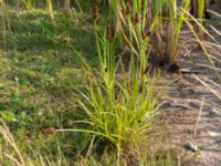 Carex otrubae Björkadammen, Malmö, Skåne, Sweden 20150804_0148