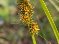 Carex otrubae Björkadammen, Malmö, Skåne, Sweden 20150804_0149