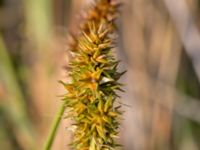 Carex otrubae Björkadammen, Malmö, Skåne, Sweden 20150804_0153