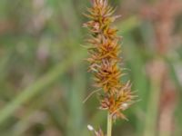 Carex otrubae Bunkern, Tygelsjö ängar, Malmö, Skåne, Sweden 20150724_0045